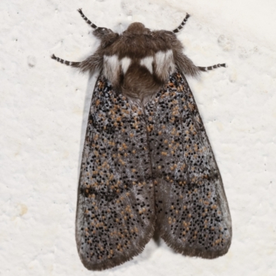 Oenosandra boisduvalii (Boisduval's Autumn Moth) at Melba, ACT - 17 Mar 2021 by kasiaaus