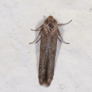 Blastobasis (genus) at Melba, ACT - 18 Mar 2021