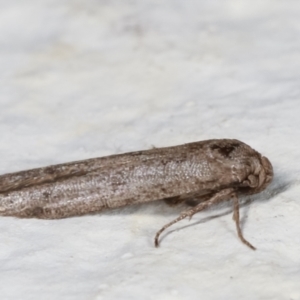 Blastobasis (genus) at Melba, ACT - 18 Mar 2021