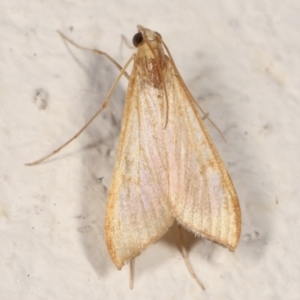 Antigastra catalaunalis (Spilomelinae) at Melba, ACT - 19 Mar 2021