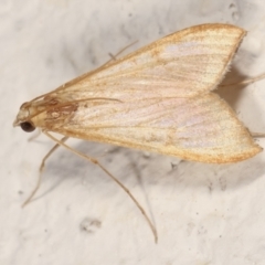 Antigastra catalaunalis (Spilomelinae) at Melba, ACT - 19 Mar 2021