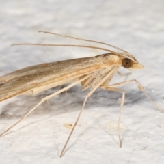 Antigastra catalaunalis (Spilomelinae) at Melba, ACT - 19 Mar 2021