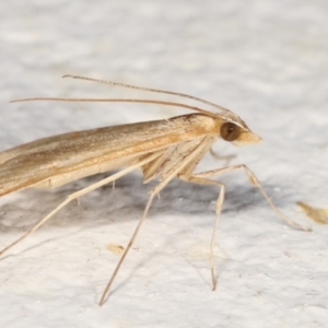 Antigastra catalaunalis (Spilomelinae) at Melba, ACT - 19 Mar 2021