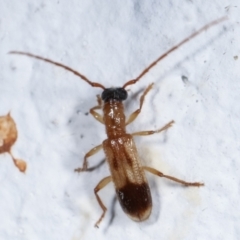 Atesta stigmosa (Longhorn or Longicorn beetle) at Melba, ACT - 18 Mar 2021 by kasiaaus