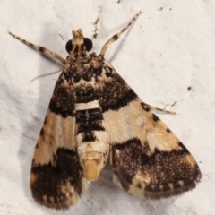 Nacoleia mesochlora (Pied Crambid) at Melba, ACT - 18 Mar 2021 by kasiaaus