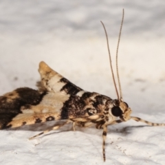 Nacoleia mesochlora at Melba, ACT - 19 Mar 2021 12:42 AM