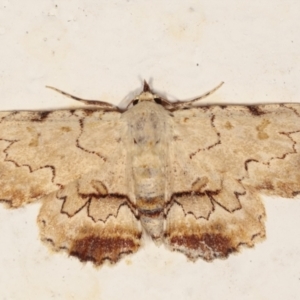 Sandava xylistis at Melba, ACT - 19 Mar 2021