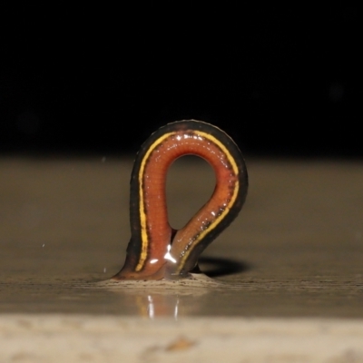 Hirudinidae sp. (family) (A Striped Leech) at Acton, ACT - 23 Mar 2021 by TimL