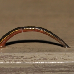 Hirudinidae sp. (family) at Acton, ACT - 23 Mar 2021