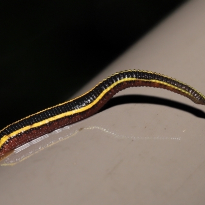 Hirudinidae sp. (family) (A Striped Leech) at Acton, ACT - 23 Mar 2021 by TimL