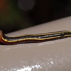 Hirudinidae sp. (family) at Acton, ACT - 23 Mar 2021 10:44 AM