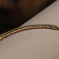 Hirudinidae sp. (family) at Acton, ACT - 23 Mar 2021