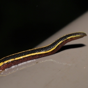 Hirudinidae sp. (family) at Acton, ACT - 23 Mar 2021 10:44 AM