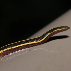 Hirudinidae sp. (family) at Acton, ACT - 23 Mar 2021