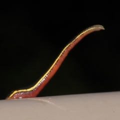 Hirudinidae sp. (family) at Acton, ACT - 23 Mar 2021