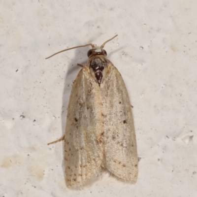 Tortricinae (subfamily) (A tortrix moth) at Melba, ACT - 19 Mar 2021 by kasiaaus