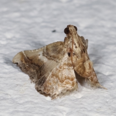 Scenedra decoratalis (A Pyralid moth) at Melba, ACT - 19 Mar 2021 by kasiaaus