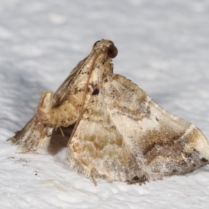 Scenedra decoratalis at Melba, ACT - 19 Mar 2021 01:04 AM