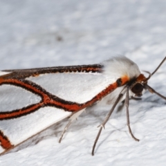 Thalaina clara (Clara's Satin Moth) at Melba, ACT - 19 Mar 2021 by kasiaaus