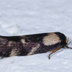 Palimmeces leucopelta at Melba, ACT - 19 Mar 2021