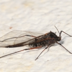 Tuberolachnus salignus at Melba, ACT - 19 Mar 2021