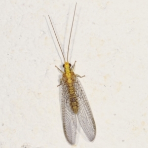 Calochrysa extranea at Melba, ACT - 19 Mar 2021