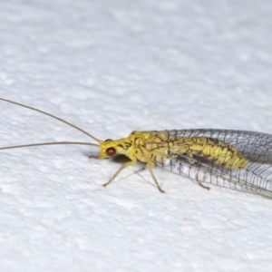 Calochrysa extranea at Melba, ACT - 19 Mar 2021