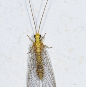 Calochrysa extranea at Melba, ACT - 19 Mar 2021