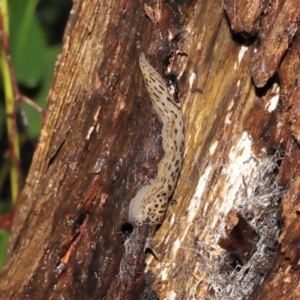 Limax maximus at Acton, ACT - 23 Mar 2021