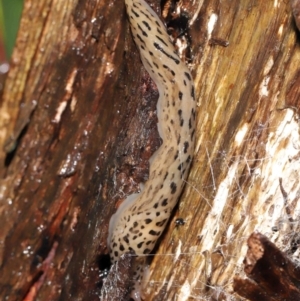 Limax maximus at Acton, ACT - 23 Mar 2021