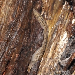 Limax maximus at Acton, ACT - 23 Mar 2021