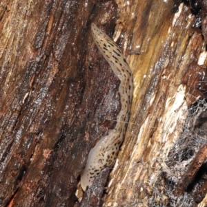 Limax maximus at Acton, ACT - 23 Mar 2021