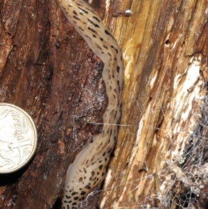 Limax maximus at Acton, ACT - 23 Mar 2021