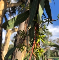 Eucalyptus blakelyi (Blakely's Red Gum) at Duffy, ACT - 23 Mar 2021 by Nat