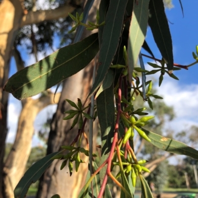 Eucalyptus blakelyi (Blakely's Red Gum) at Duffy, ACT - 23 Mar 2021 by Nat