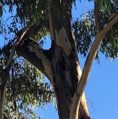 Eucalyptus blakelyi at Duffy, ACT - 24 Mar 2021