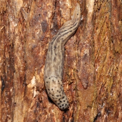 Limax maximus (Leopard Slug, Great Grey Slug) at Acton, ACT - 23 Mar 2021 by TimL