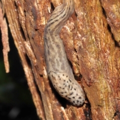 Limax maximus at Acton, ACT - suppressed