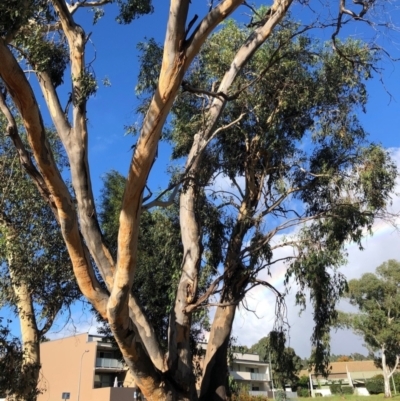 Eucalyptus blakelyi (Blakely's Red Gum) at Duffy, ACT - 24 Mar 2021 by Nat