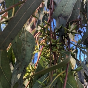 Eucalyptus blakelyi at Duffy, ACT - 24 Mar 2021 09:18 AM