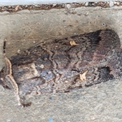 Proteuxoa bistrigula (An Owlet Moth) at Sullivans Creek, Lyneham South - 23 Mar 2021 by trevorpreston