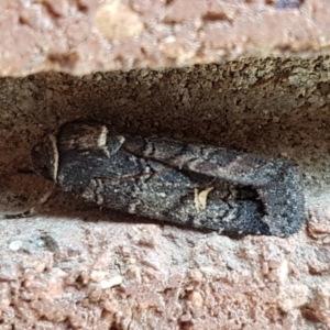 Proteuxoa bistrigula at Lyneham, ACT - 24 Mar 2021