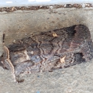 Proteuxoa bistrigula at Lyneham, ACT - 24 Mar 2021 09:45 AM