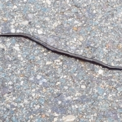 Caenoplana coerulea (Blue Planarian, Blue Garden Flatworm) at Lyneham, ACT - 24 Mar 2021 by trevorpreston