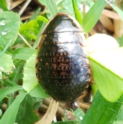 Calolampra sp. (genus) (Bark cockroach) at Lyneham Wetland - 24 Mar 2021 by trevorpreston