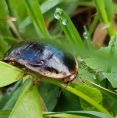 Calolampra sp. (genus) at Lyneham Wetland - 24 Mar 2021 09:18 AM