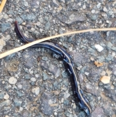 Caenoplana coerulea (Blue Planarian, Blue Garden Flatworm) at Lyneham Wetland - 24 Mar 2021 by tpreston