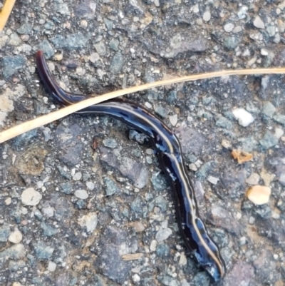 Caenoplana coerulea (Blue Planarian, Blue Garden Flatworm) at Lyneham Wetland - 24 Mar 2021 by tpreston