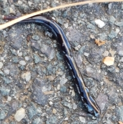 Caenoplana coerulea at Lyneham Wetland - 24 Mar 2021