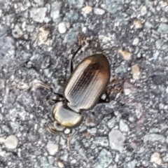 Adelium brevicorne (Bronzed field beetle) at Sullivans Creek, Lyneham South - 23 Mar 2021 by trevorpreston